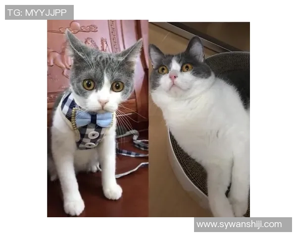 哪个足球明星养猫更轻松更适合猫咪生活的秘密揭秘